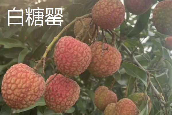 荔枝有哪些品种，常见的有三月红、圆枝等
