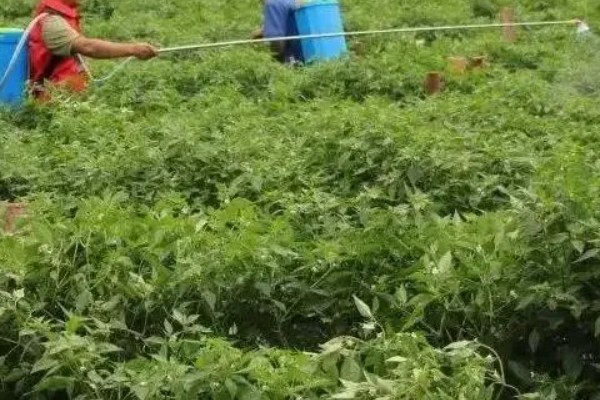 辣椒为什么不红，氮肥使用过量、缺光、虫害都会导致