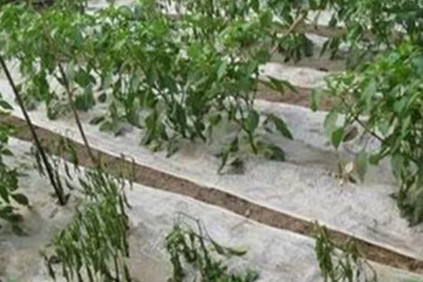 辣椒为什么不红，氮肥使用过量、缺光、虫害都会导致
