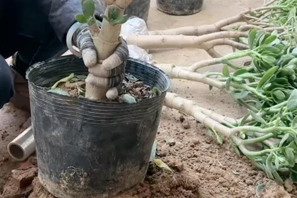 玉树叶片枯萎掉落怎么办，剪除烂根经过消毒后再换土重栽