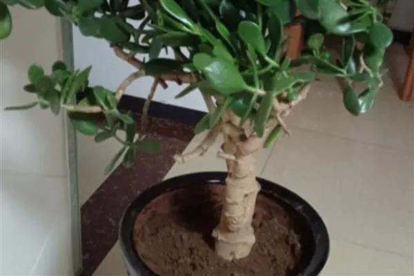 玉树叶片枯萎掉落怎么办，剪除烂根经过消毒后再换土重栽