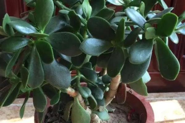 玉树叶片枯萎掉落怎么办，剪除烂根经过消毒后再换土重栽