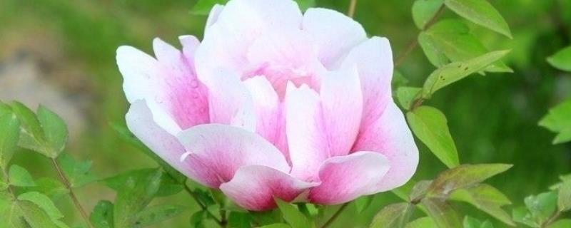 牡丹花如何辨别真假，可以从花冠、花色和香型等来分辨