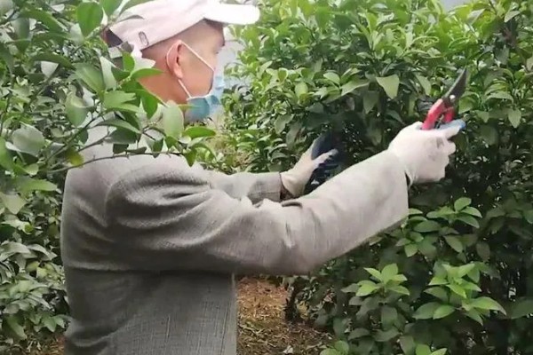柑橘树叶子发黄如何补救，要及时剪去黄叶