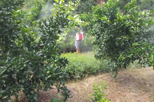 柑橘树叶子发黄如何补救，要及时剪去黄叶