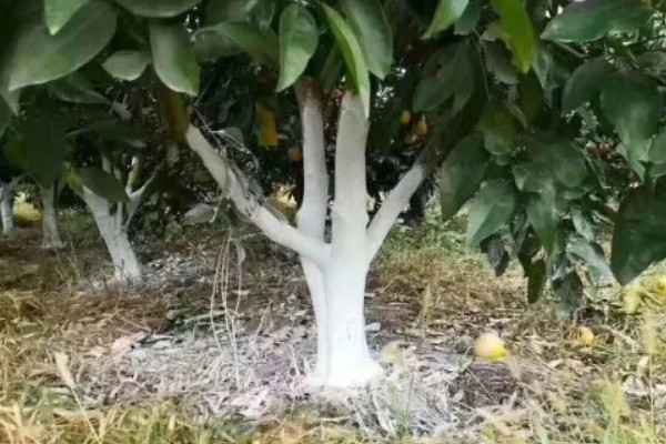 柑橘树叶子发黄如何补救，要及时剪去黄叶