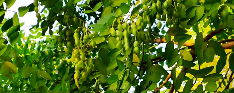 槐树的品种有哪些,常见的有国槐、刺槐等