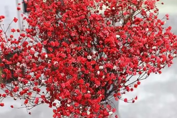 满天星的花语，寓意浪漫、热恋等