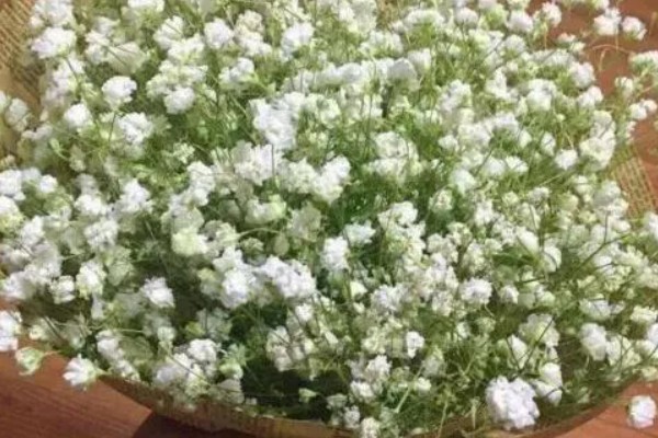 满天星的花语，寓意浪漫、热恋等