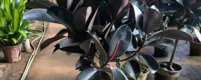 橡皮树有毒吗，是有毒植物