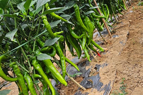 青椒的主产地，主产国有印度、墨西哥、巴西等