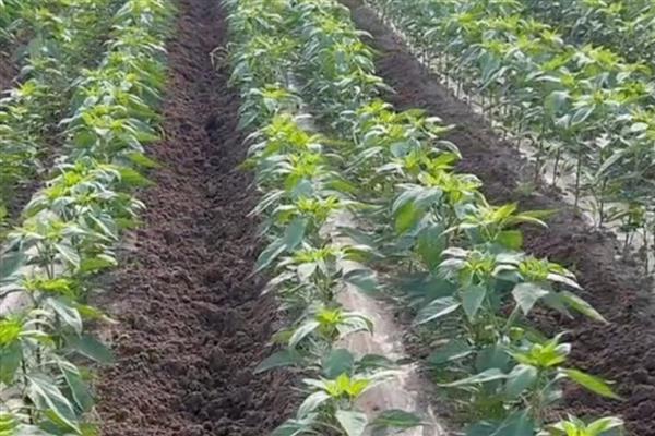 青椒的主产地，主产国有印度、墨西哥、巴西等