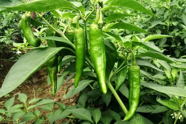 青椒的主产地，主产国有印度、墨西哥、巴西等