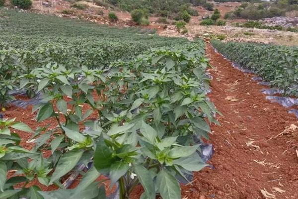 青椒的主产地，主产国有印度、墨西哥、巴西等