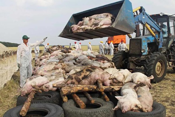 非洲猪瘟用哪种特效药,通常是没有特效药的