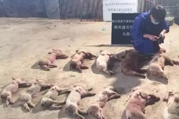 非洲猪瘟用哪种特效药,通常是没有特效药的