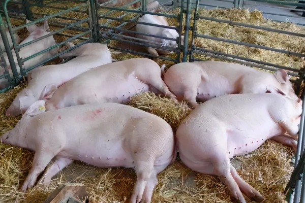 非洲猪瘟用哪种特效药,通常是没有特效药的