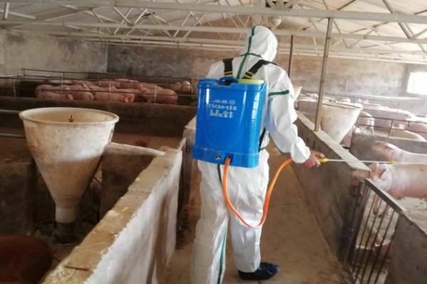 非洲猪瘟用哪种特效药,通常是没有特效药的