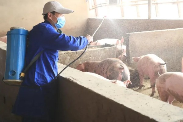 非洲猪瘟用哪种特效药,通常是没有特效药的