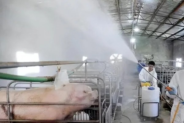 非洲猪瘟用哪种特效药,通常是没有特效药的