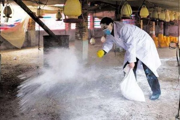 非洲猪瘟用哪种特效药,通常是没有特效药的