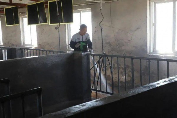 非洲猪瘟用哪种特效药,通常是没有特效药的