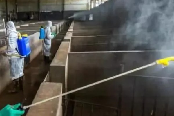 非洲猪瘟用哪种特效药,通常是没有特效药的