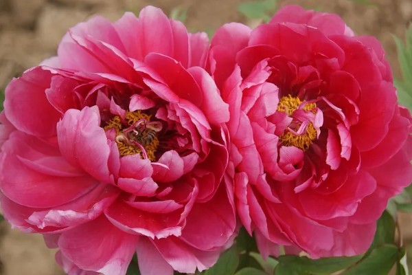 牡丹花如何辨别真假，可以从花冠、花色和香型等来分辨