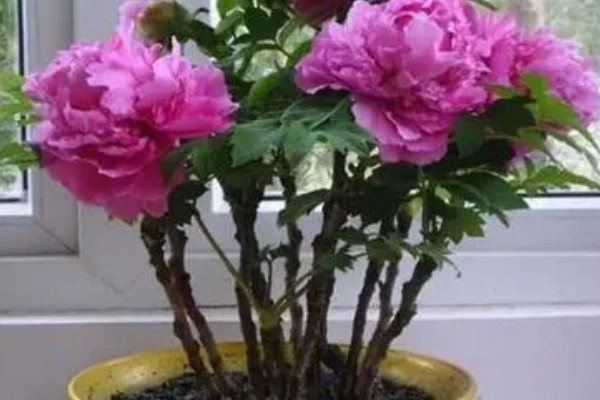 牡丹花如何辨别真假，可以从花冠、花色和香型等来分辨