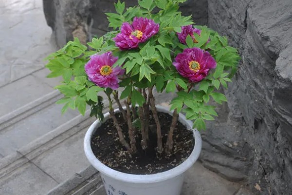 牡丹花如何辨别真假，可以从花冠、花色和香型等来分辨