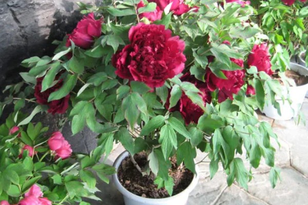 牡丹花如何辨别真假，可以从花冠、花色和香型等来分辨