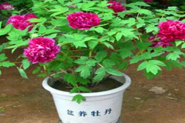 牡丹花如何辨别真假，可以从花冠、花色和香型等来分辨