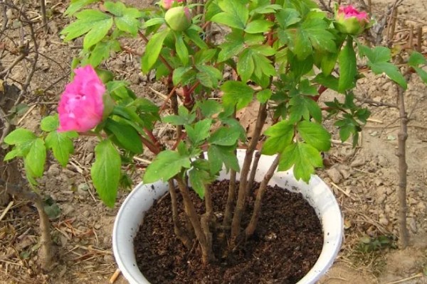 牡丹花如何辨别真假，可以从花冠、花色和香型等来分辨