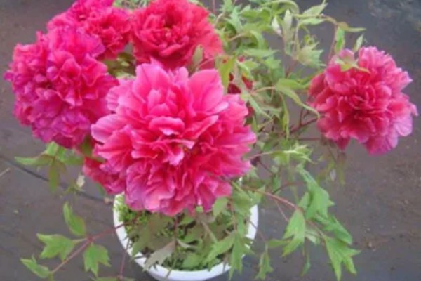 牡丹花如何辨别真假，可以从花冠、花色和香型等来分辨