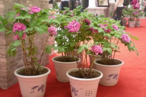 牡丹花如何辨别真假，可以从花冠、花色和香型等来分辨