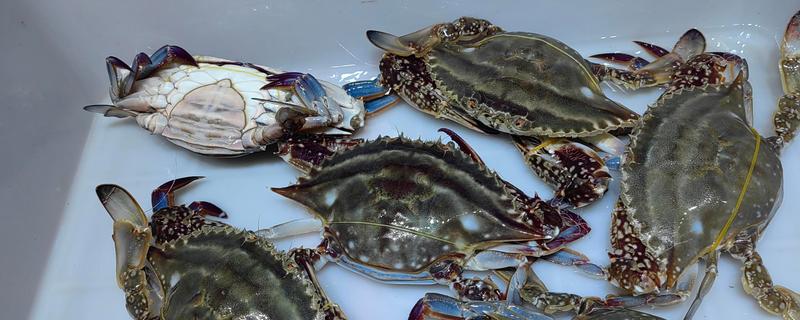 螃蟹的种类,常见的有梭子蟹、青蟹等