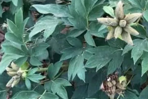 牡丹花如何辨别真假，可以从花冠、花色和香型等来分辨