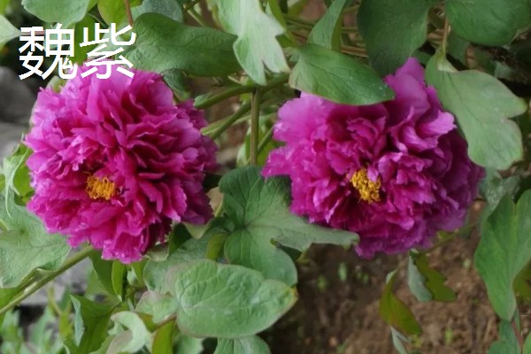 牡丹花如何辨别真假，可以从花冠、花色和香型等来分辨