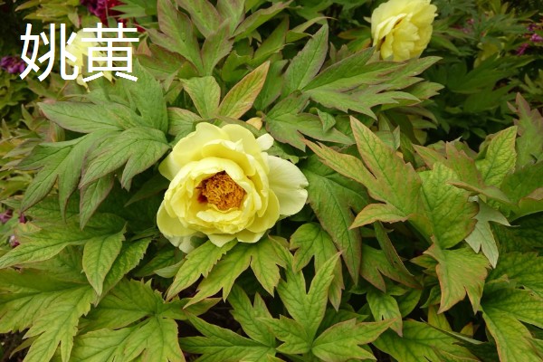 牡丹花如何辨别真假，可以从花冠、花色和香型等来分辨