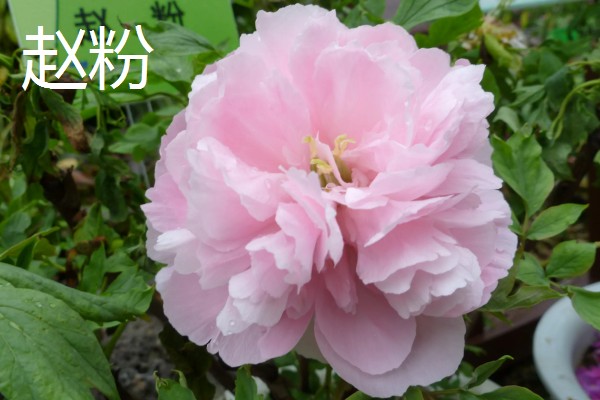 牡丹花如何辨别真假，可以从花冠、花色和香型等来分辨