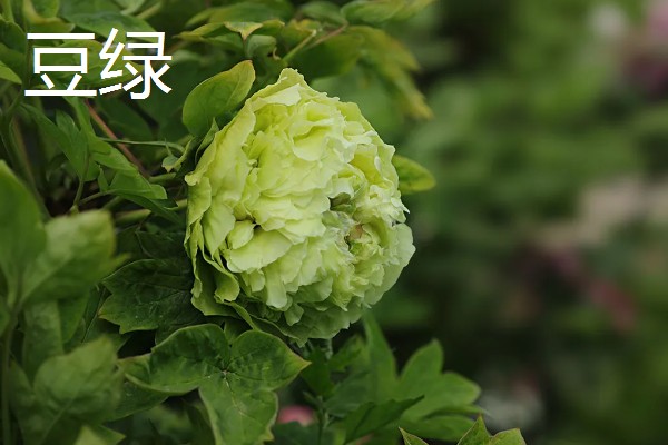 牡丹花如何辨别真假，可以从花冠、花色和香型等来分辨