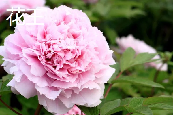 牡丹花如何辨别真假，可以从花冠、花色和香型等来分辨