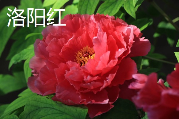 牡丹花如何辨别真假，可以从花冠、花色和香型等来分辨