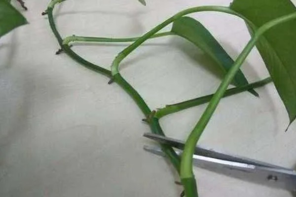 水养绿萝如何让它更旺盛，每隔10天添加一次营养液
