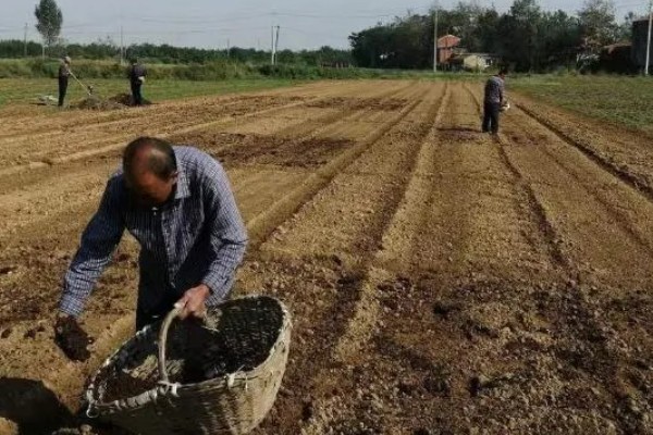 怎么种植洋葱，整地施肥后再播种