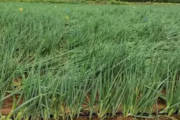 怎么种植洋葱，整地施肥后再播种