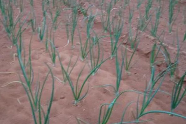怎么种植洋葱，整地施肥后再播种