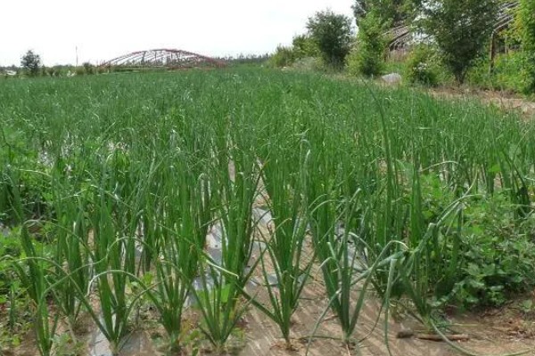 怎么种植洋葱，整地施肥后再播种
