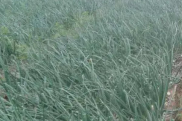 怎么种植洋葱，整地施肥后再播种