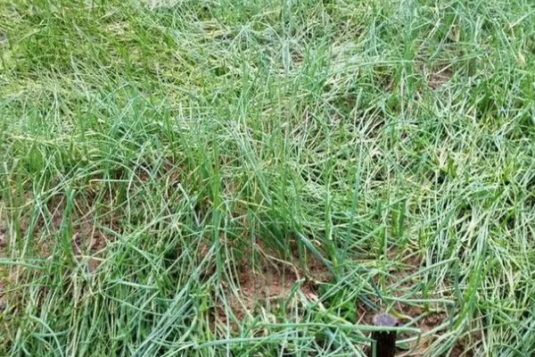 怎么种植洋葱，整地施肥后再播种